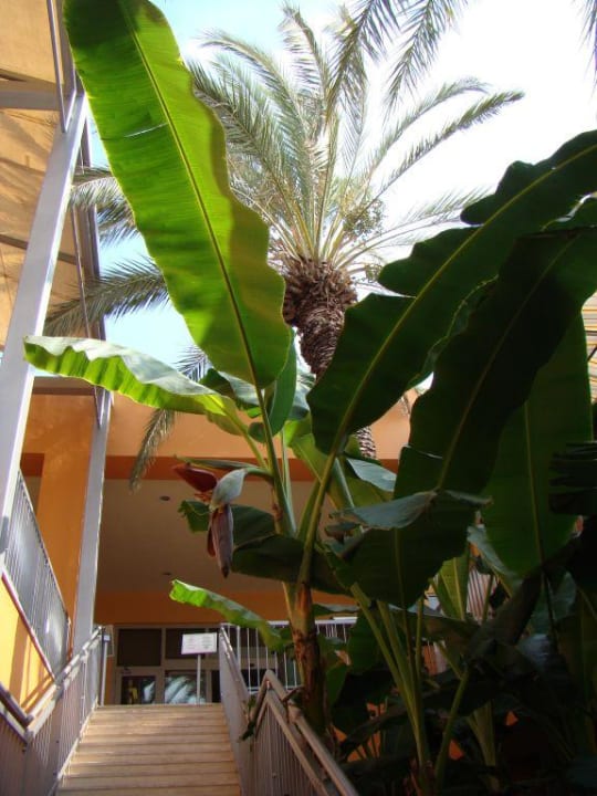 Joy pegasos world AQI Pegasos World