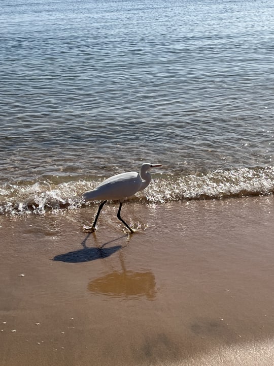 Strand Shams Prestige Abu Soma-Adults Only