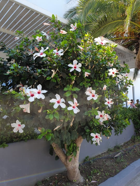 Außenansicht Cosmopolitan Kos