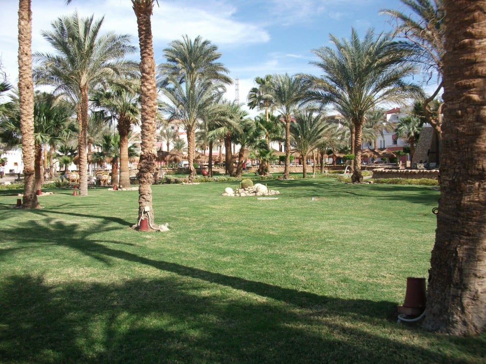 Herrlicher Rasen Albatros Sharm Resort