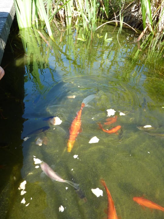 Goldfischteich Dorint Strandresort & Spa Ostseebad Wustrow