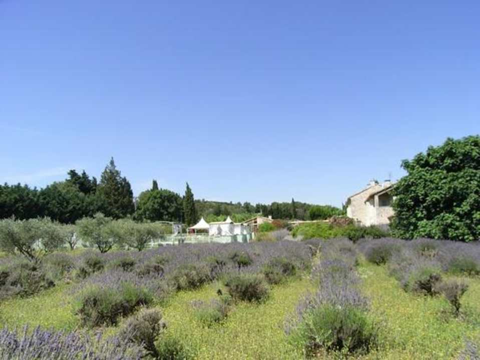 Lavendelfeld Hotel Le Mas des Figues