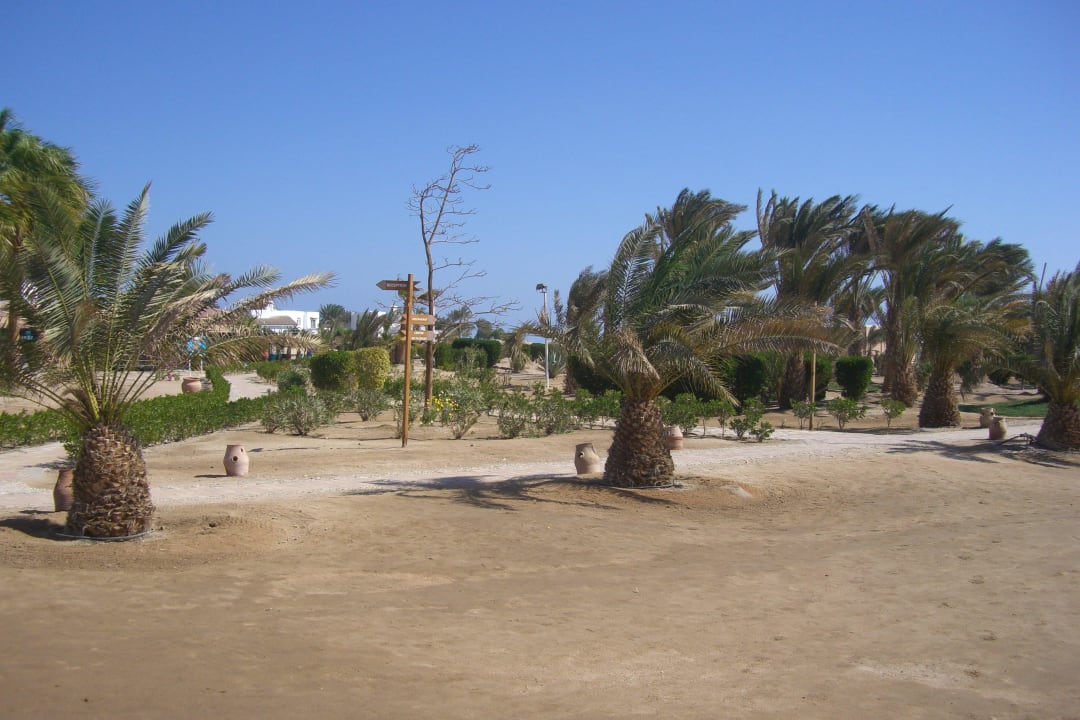 Palmen am Strand Club Paradisio El Gouna, Red Sea