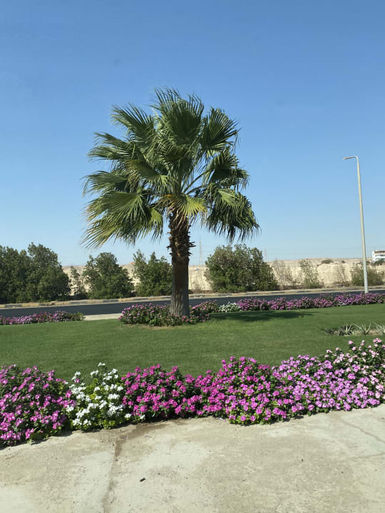 Gartenanlage Desert Rose