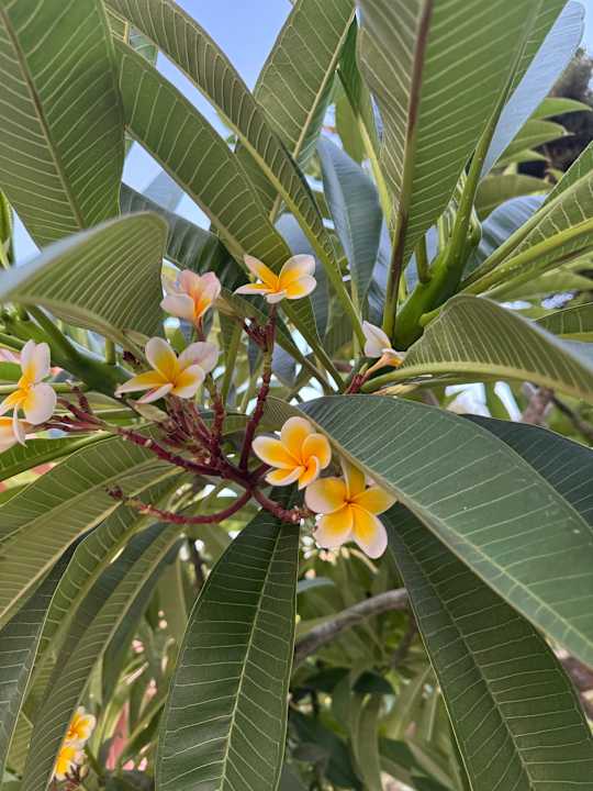 Gartenanlage High Beach Resort