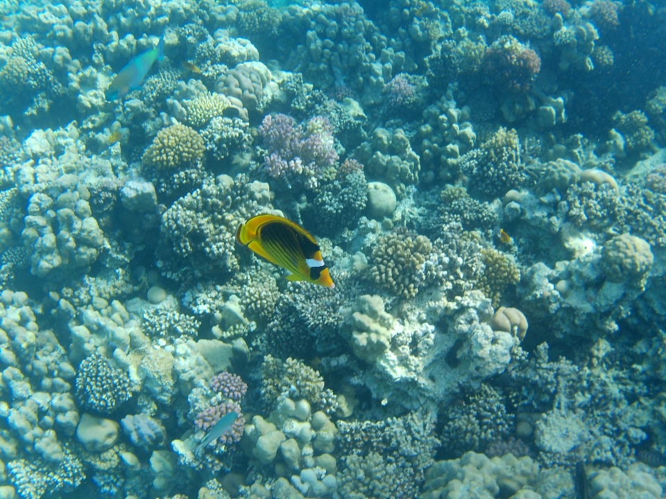 Strand Hotel Sheraton Soma Bay Resort