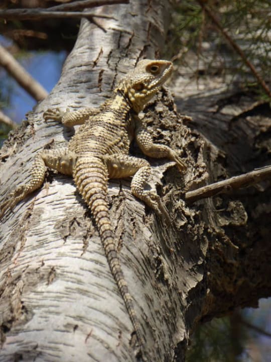 Sonnenbad einer Eidechse Hotel Calypso Beach