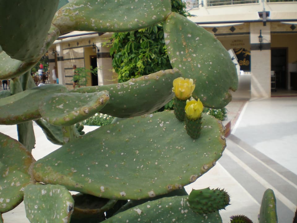 Schön Saphir Resort & Spa