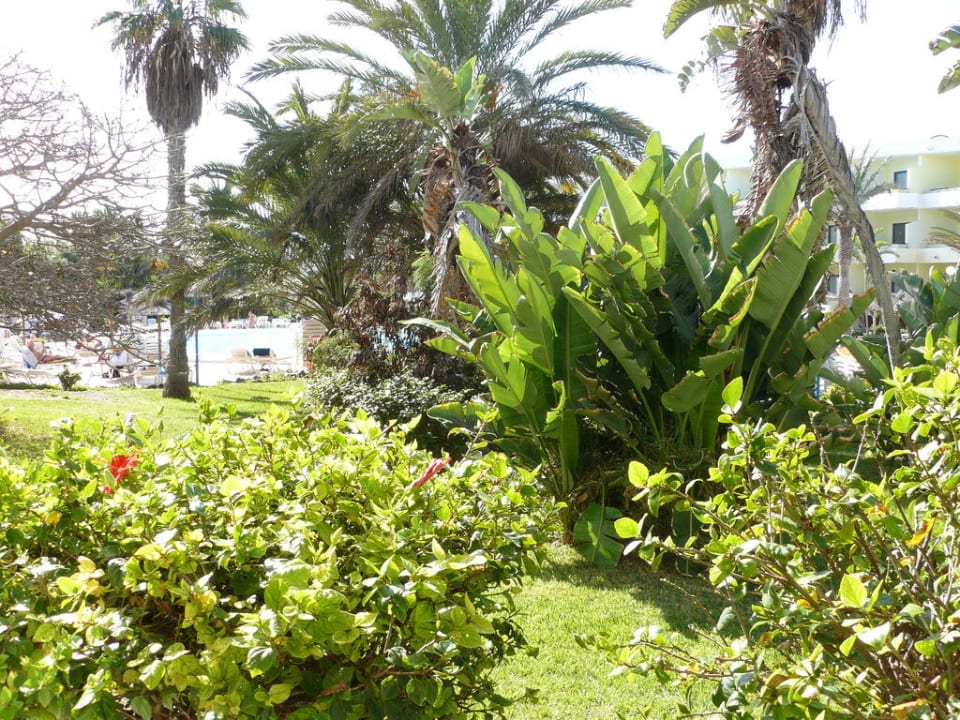 Von der Terrasse zum Pool SBH Fuerteventura Playa