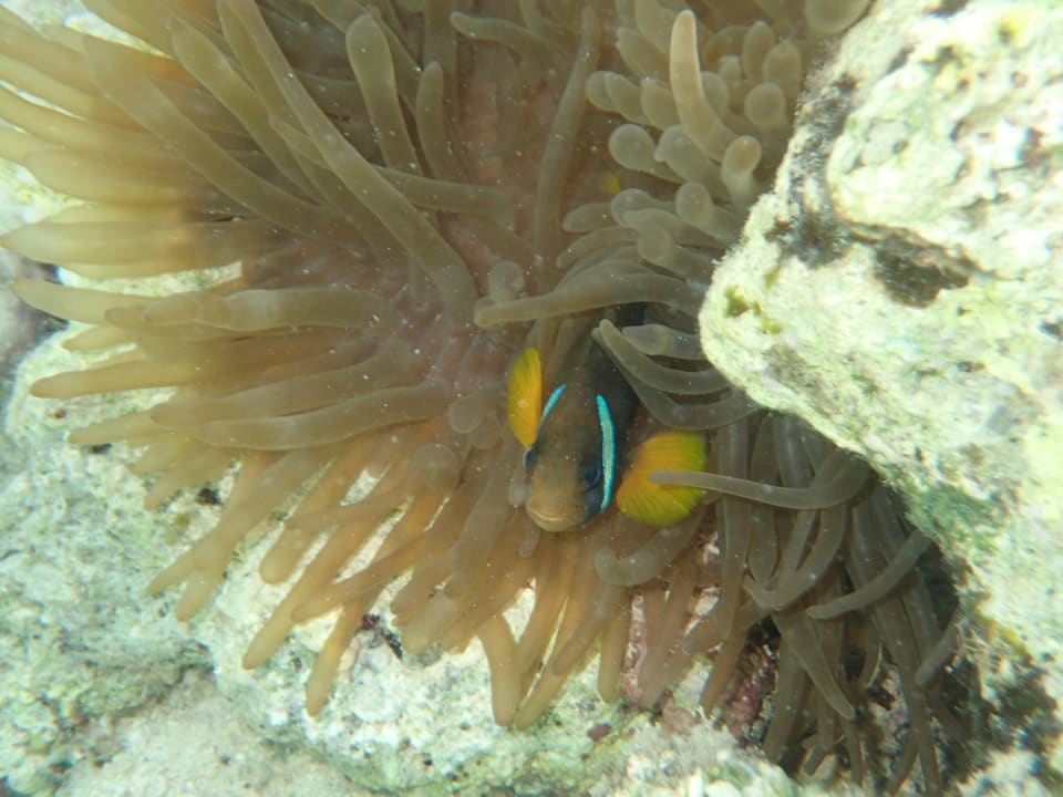 Strand Swisstouch Oriental Resort Marsa Alam