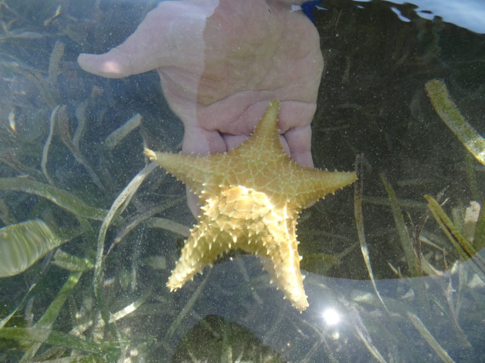 Strand Hotel Riu Negril