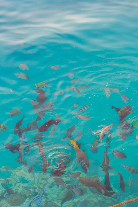 Рыба на пляже отеля Stella Beach Resort & Spa Makadi Bay