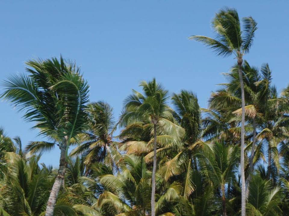 Viel Grünes in der Anlage Hotel Grand Palladium Palace Resort, Spa & Casino