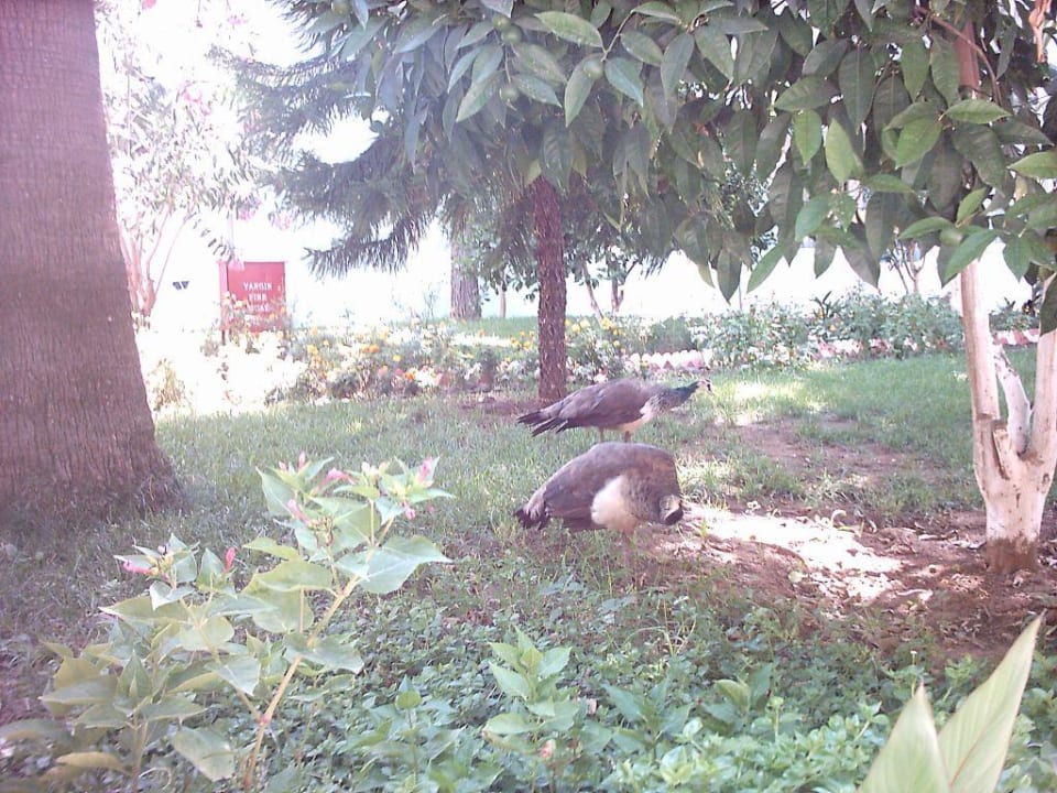 Anlage Club Sidelya Hotel