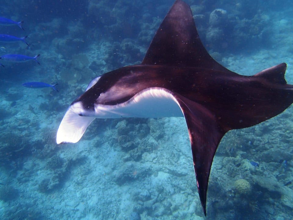 Mantas nahe dem 2. Schnorcheleinstieg Kuramathi Maldives
