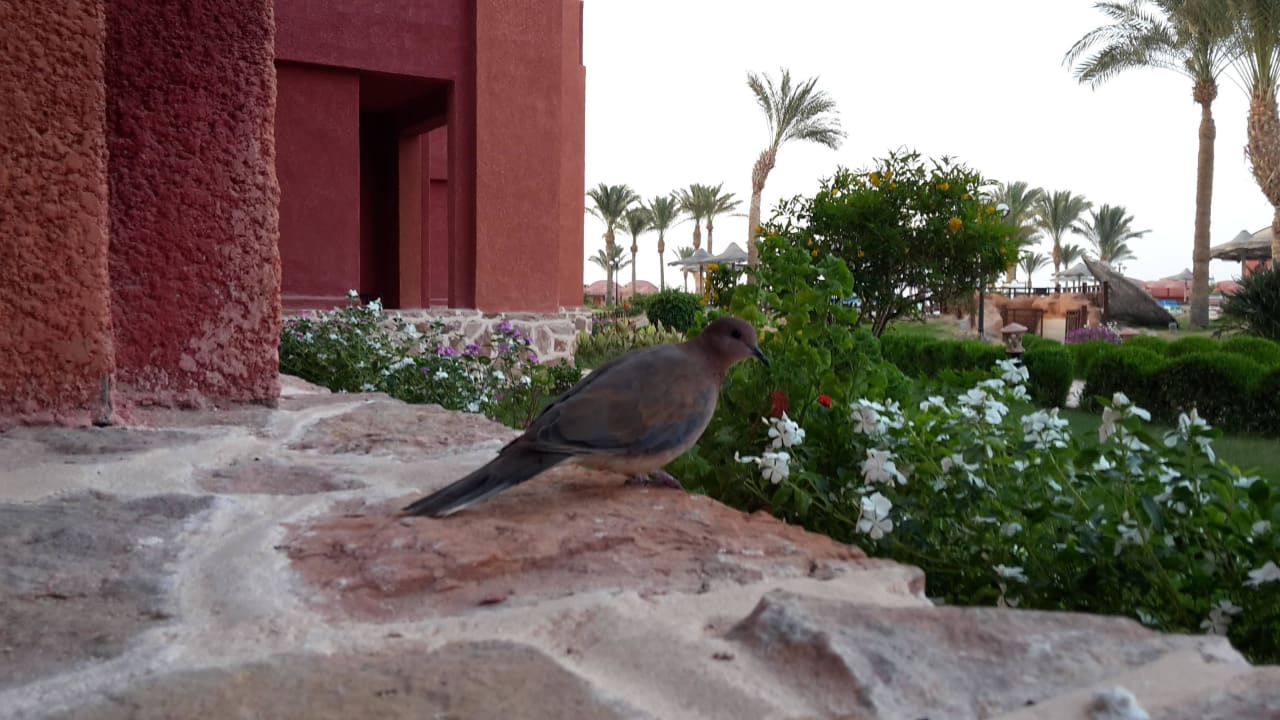 Terrassenbesuch Swisstouch Oriental Resort Marsa Alam