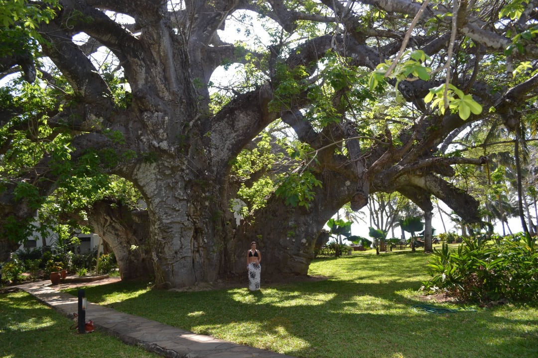 Affenbrot - Baum im Hotel  Hotel Papillon Lagoon Reef