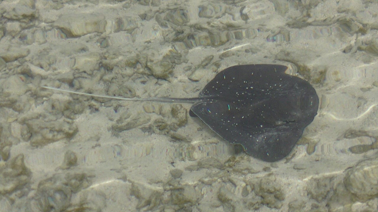 Płaszczka Cinnamon Dhonveli Maldives