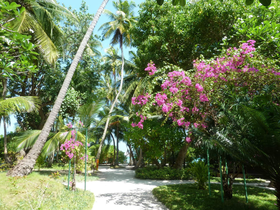 Tolle Blütenpracht Kuramathi Maldives