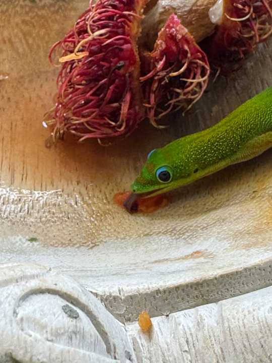 Sonstiges Ma'ukele Lodge