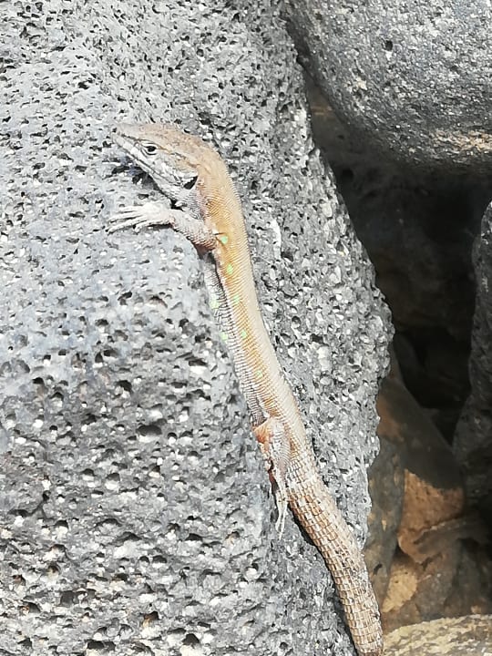 Sonstiges Hotel El Trebol