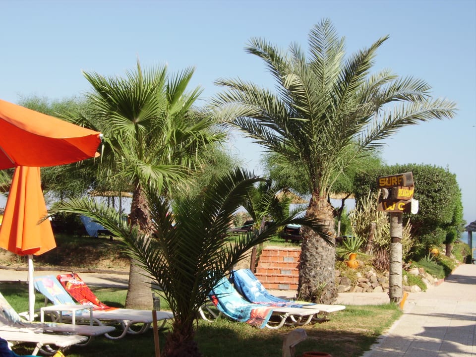 Blick zum Strand/ Meer Palmyra Golden Beach