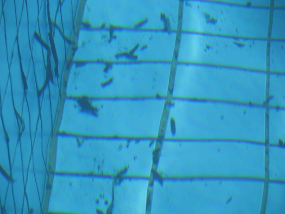 Basen Crystal Springs Beach Hotel