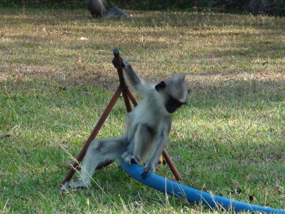 Affen in der Gartenanlage im Hotel Habarana Village by Cinnamon