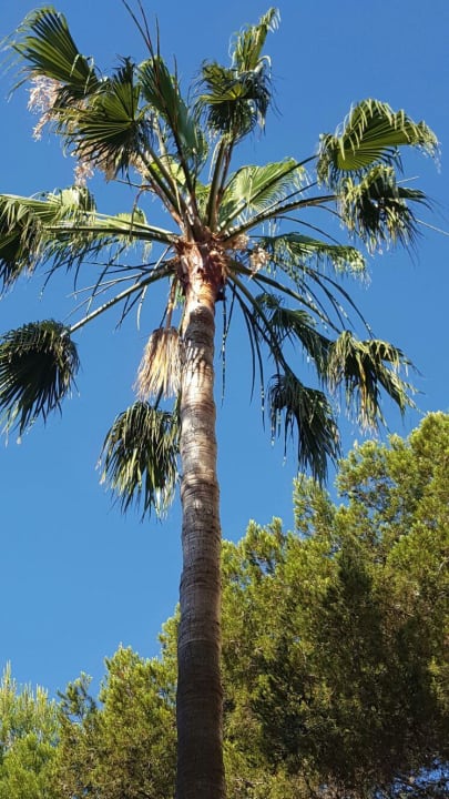 Garten  Zafiro Bahia