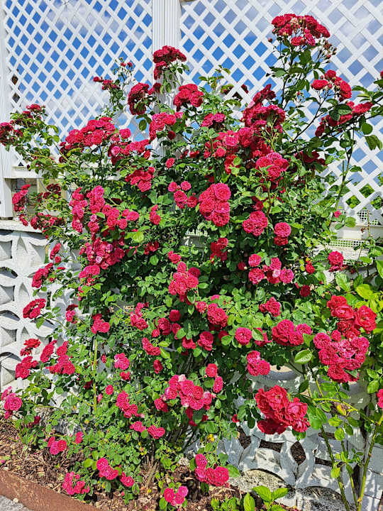 Gartenanlage Apartment - Zimmer Schober