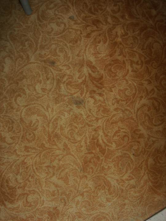 Schmuzige Teppiche Hotel San Carlo Vacanze