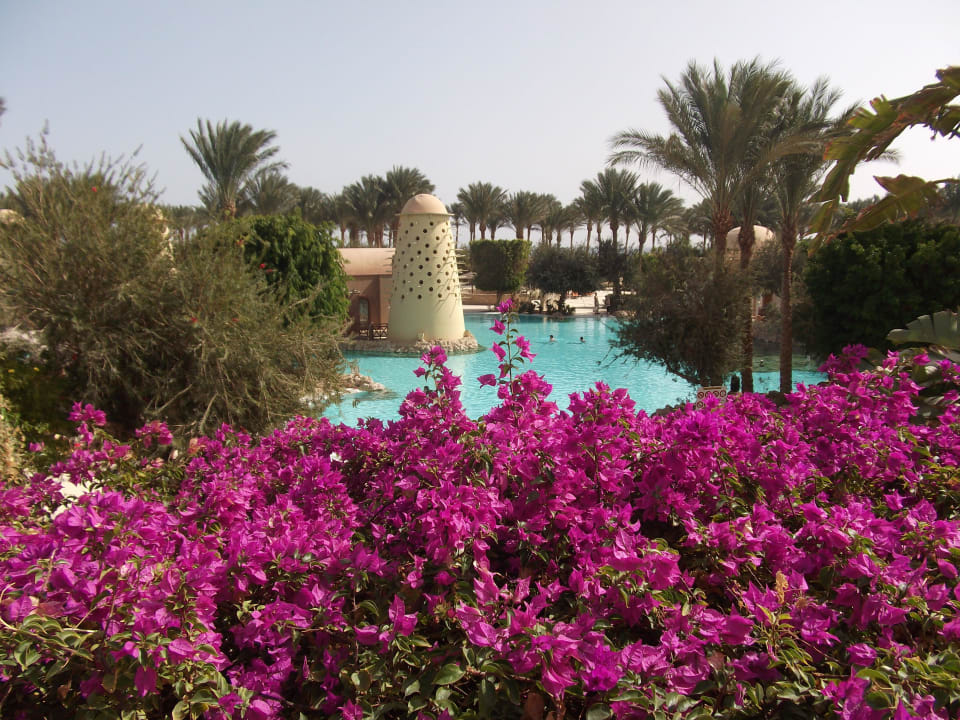 Diese Pracht im Januar Grand Makadi