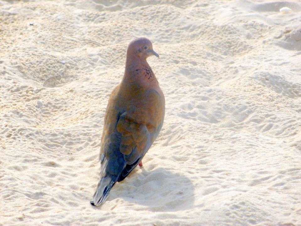Ein Vogel am Strand Hotel Paradis Palace