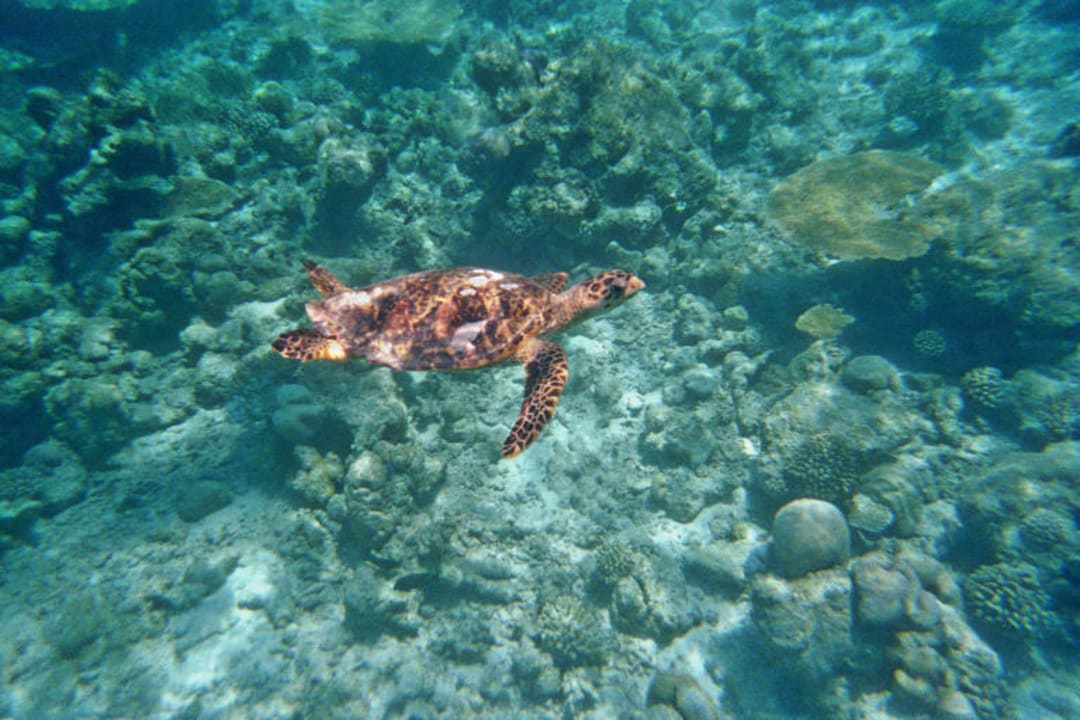 Wasserschildkröte Kuramathi Maldives