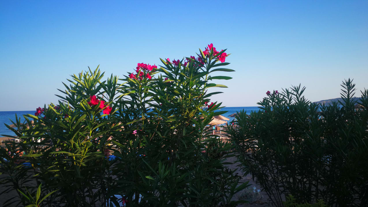Ausblick Hotel Calypso Beach