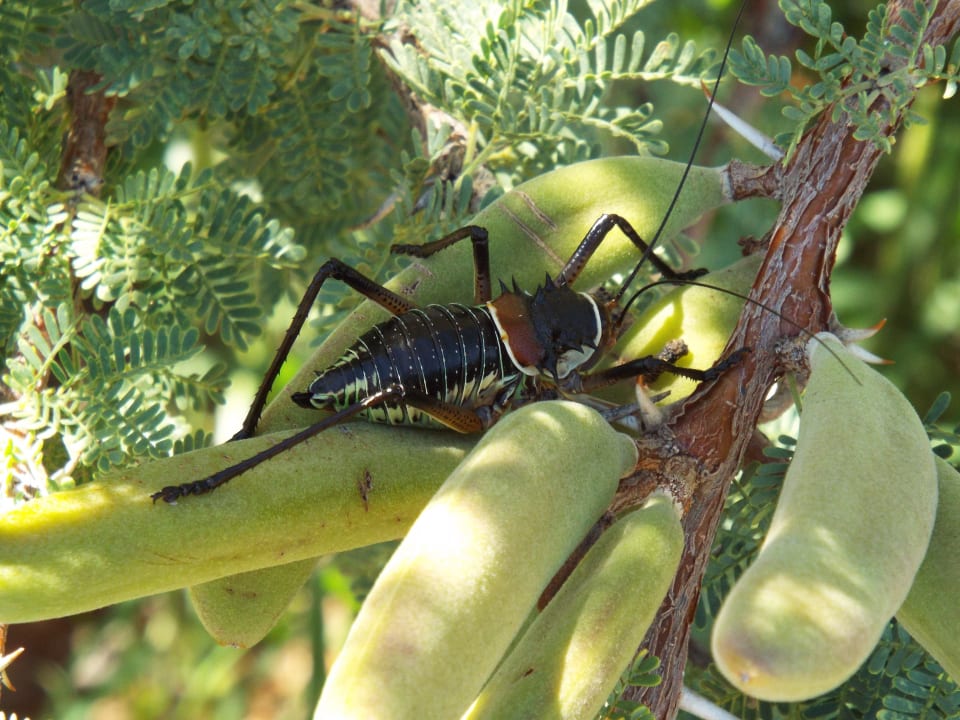 Sattelschrecke entlang des Wanderweges Kalahari Anib Lodge