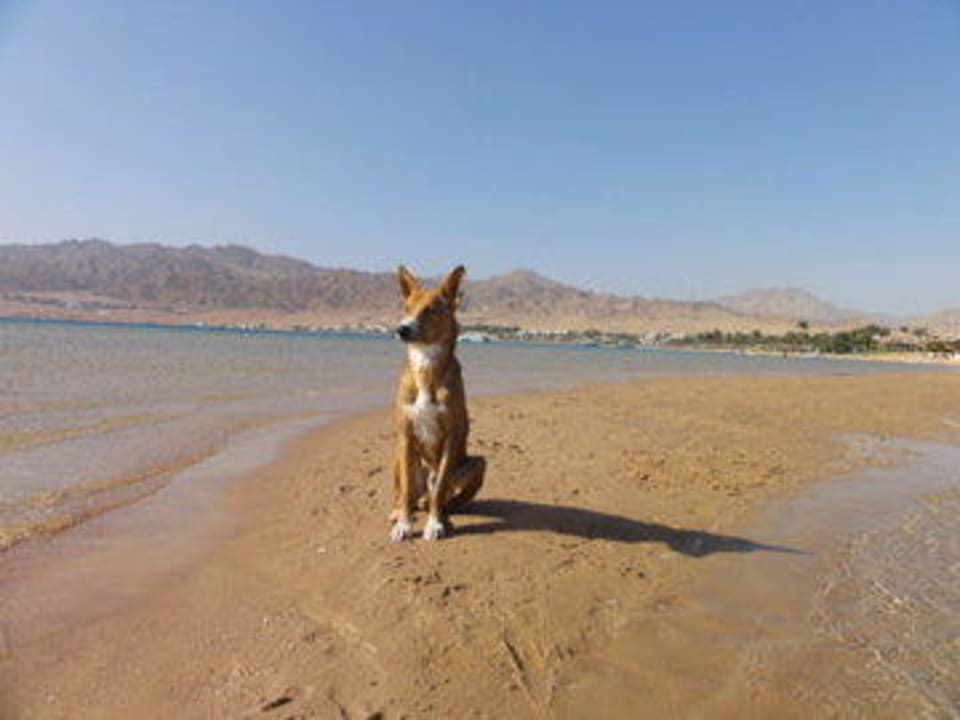 "Mein" Hund JAZ Dahabeya