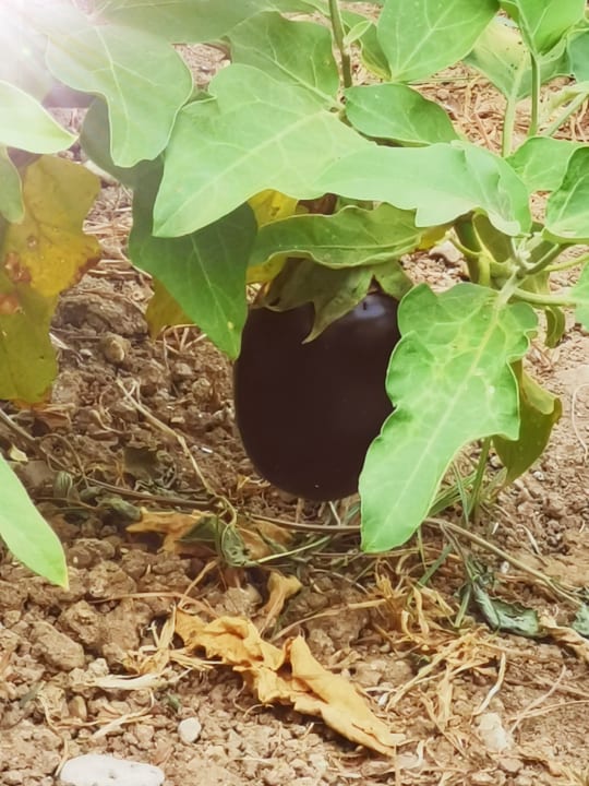 Gartenanlage Kolymbia Bay Art Adults-only Hotel