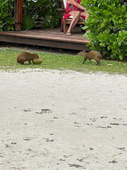 Gartenanlage Akumal Bay Beach & Wellness Resort