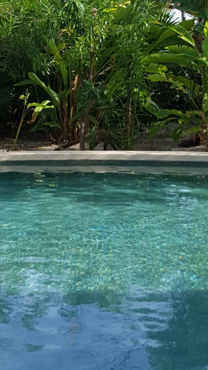 Pool Secrets Akumal Riviera Maya - Adults only