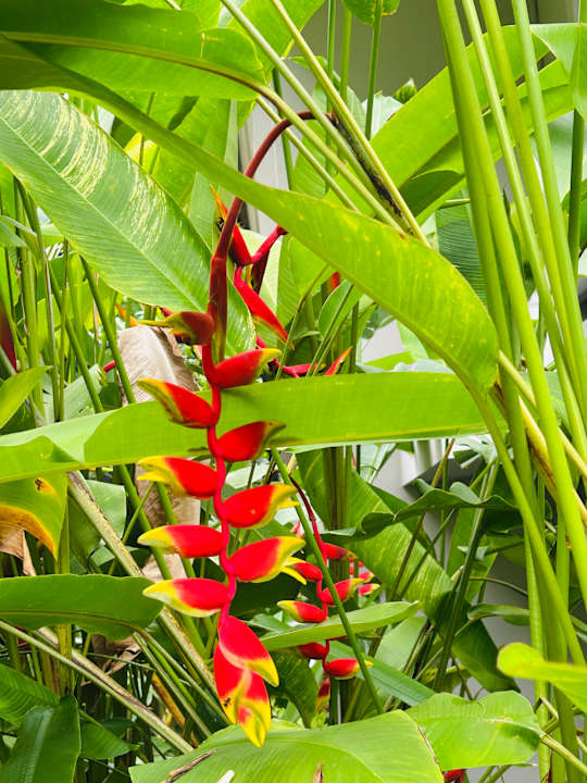 Gartenanlage Moracea by Khao Lak Resort