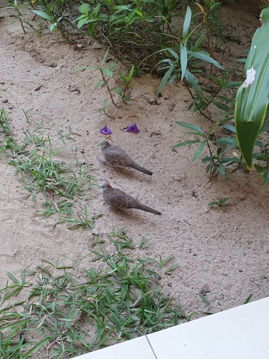 Sonstiges Sands Suites Resort & Spa