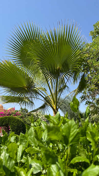Gartenanlage Wadi Lahmy Azur Resort