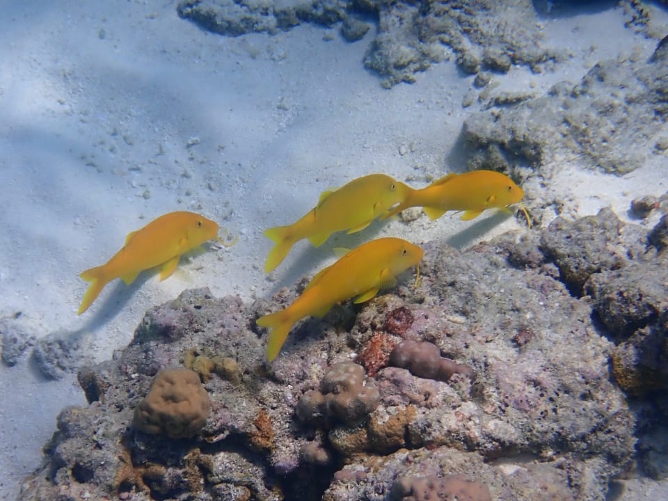 Sport & Freizeit NH Collection Maldives Reethi Resort