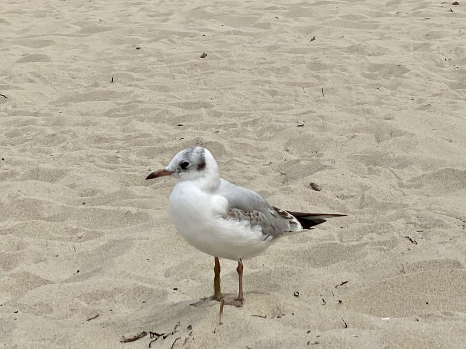 Strand Usedom Palace Hotel
