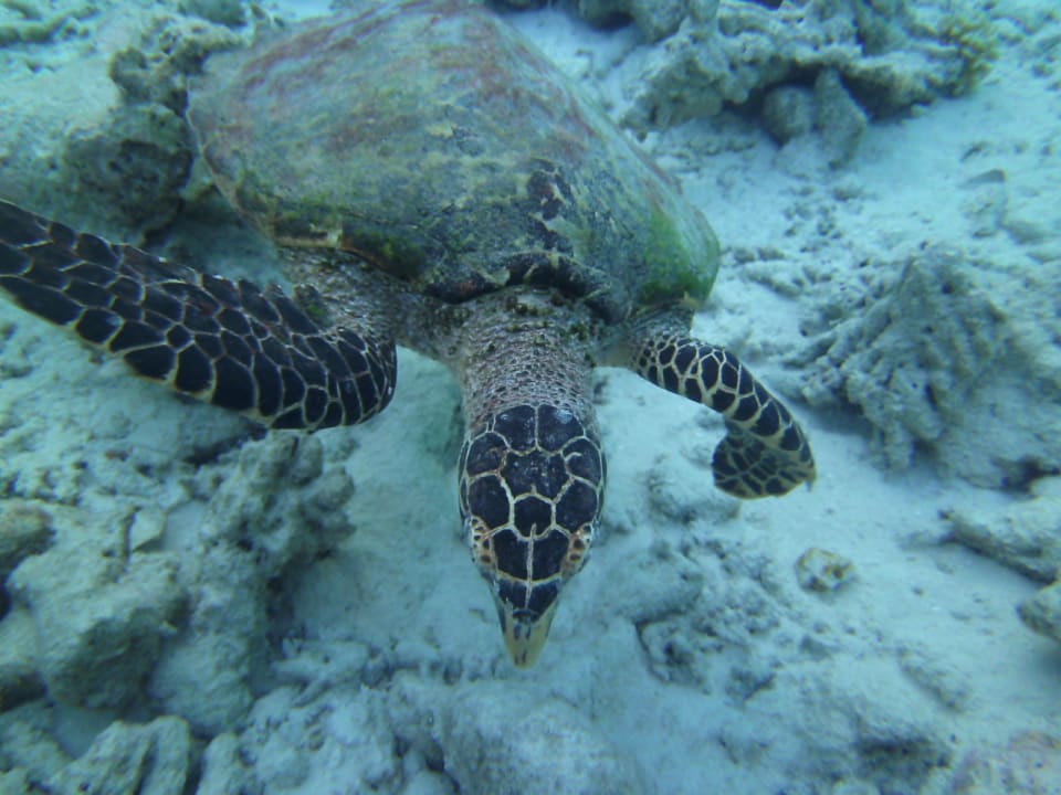 Schildi am Hausriff Embudu Village