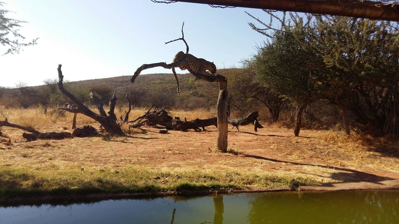 Leopardenfütterung Hotel Okonjima The Villa