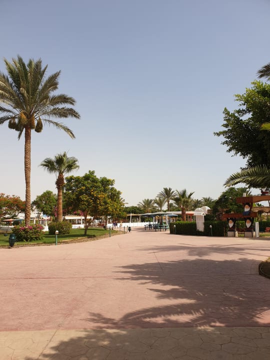 Sonstiges Desert Rose