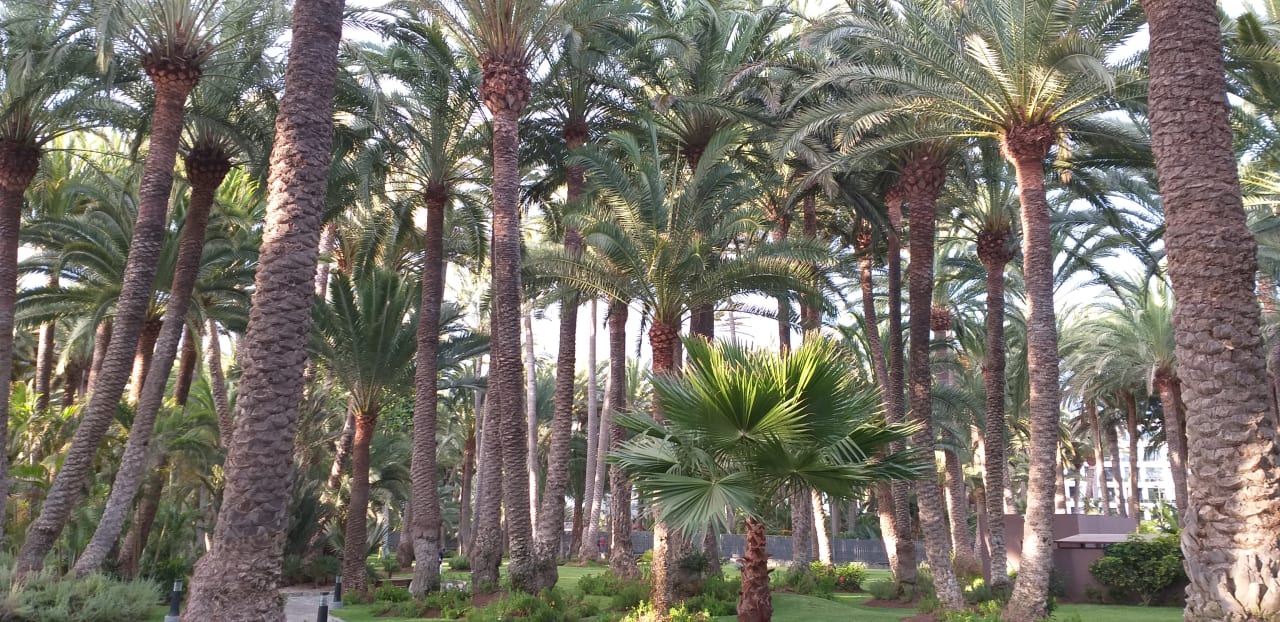 Gartenanlage Hotel Riu Palace Oasis