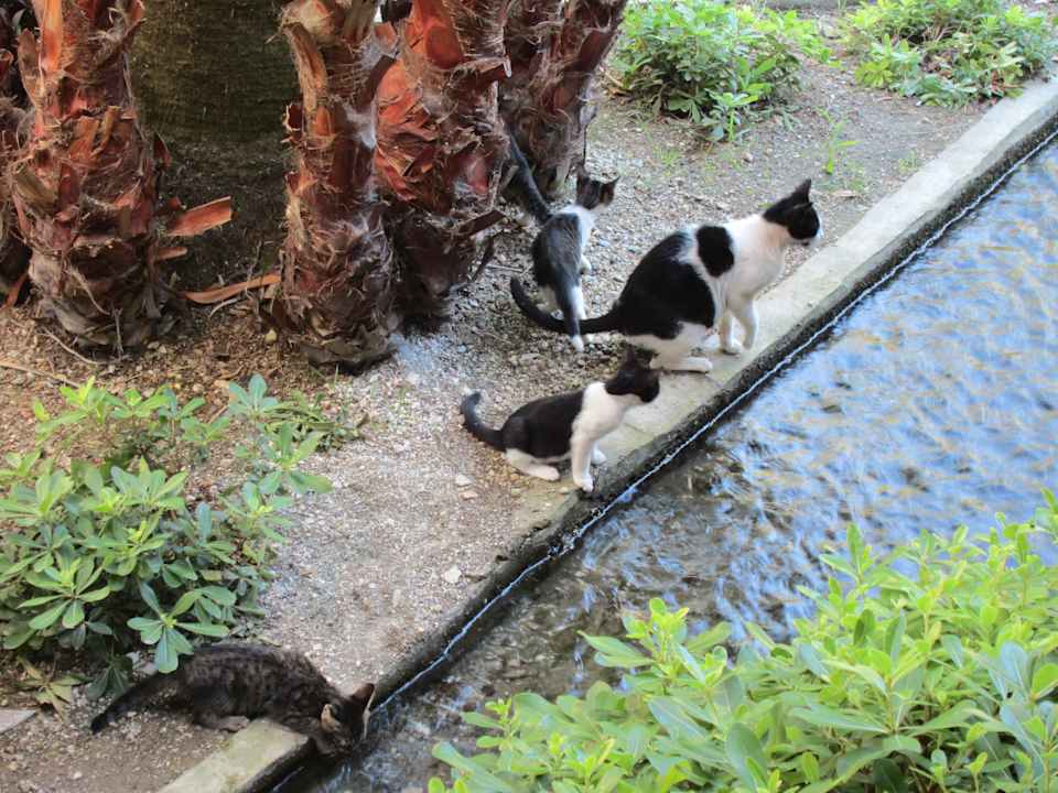 Katzenmama und ihre Babys  Hotel Yücelen